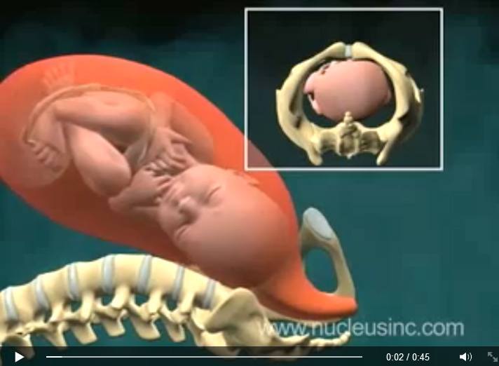 Denne video animation viser hvordan baby drejer sig ud…